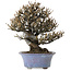 Elaeagnus Punguns, 20 cm, ± 15 anni, in un vaso giapponese fatto a mano da Shuhou, con un nebari di 8 cm