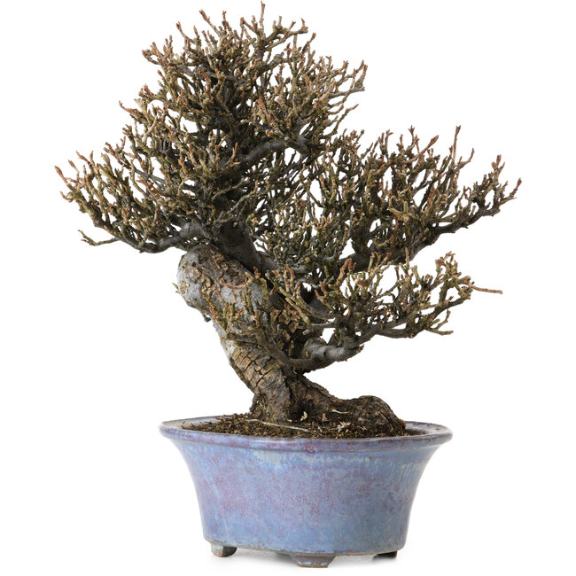 Elaeagnus Punguns, 20 cm, ± 15 anni, in un vaso giapponese fatto a mano da Shuhou, con un nebari di 8 cm
