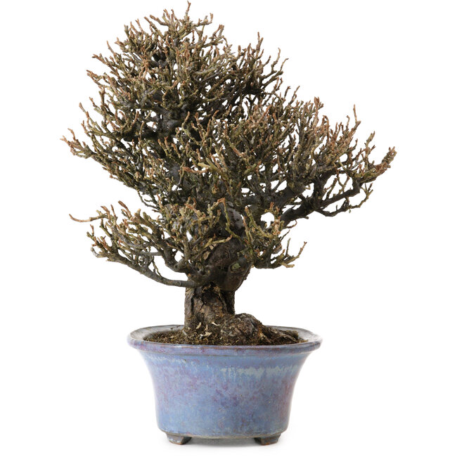 Elaeagnus Punguns, 20 cm, ± 15 anni, in un vaso giapponese fatto a mano da Shuhou, con un nebari di 8 cm