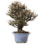 Elaeagnus Punguns, 20 cm, ± 15 anni, in un vaso giapponese fatto a mano da Shuhou, con un nebari di 8 cm