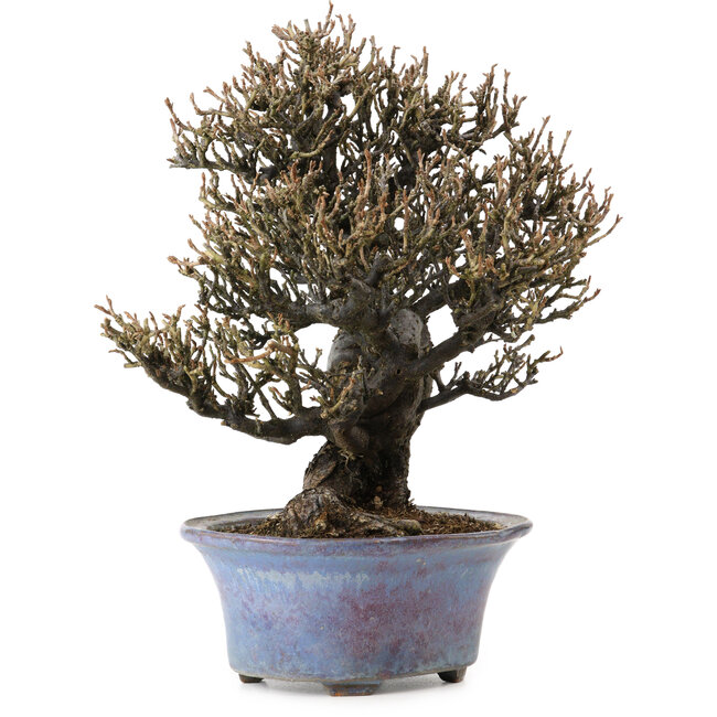 Elaeagnus Punguns, 20 cm, ± 15 anni, in un vaso giapponese fatto a mano da Shuhou, con un nebari di 8 cm