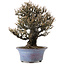 Elaeagnus Punguns, 20 cm, ± 15 anni, in un vaso giapponese fatto a mano da Shuhou, con un nebari di 8 cm