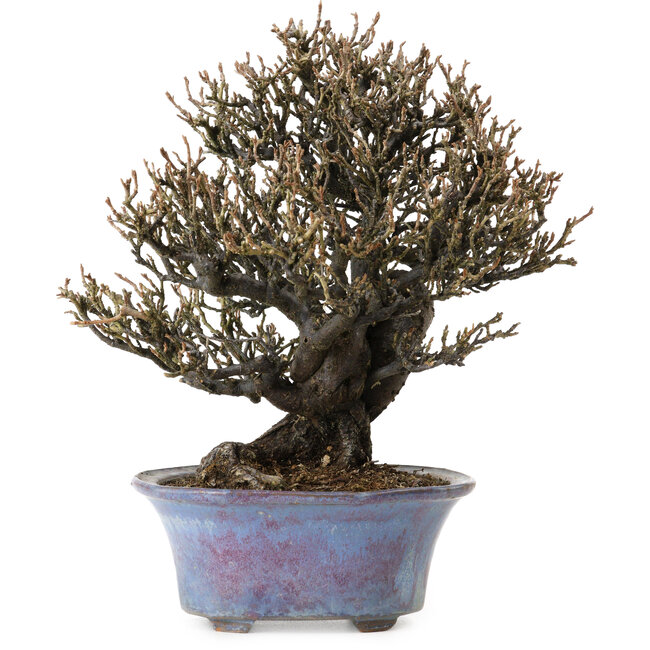 Elaeagnus Punguns, 20 cm, ± 15 anni, in un vaso giapponese fatto a mano da Shuhou, con un nebari di 8 cm