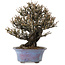 Elaeagnus Punguns, 20 cm, ± 15 anni, in un vaso giapponese fatto a mano da Shuhou, con un nebari di 8 cm