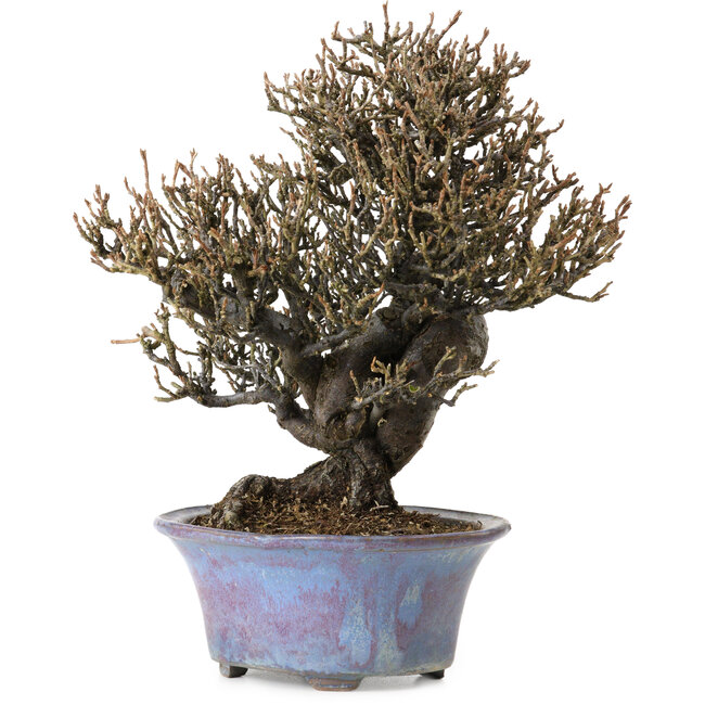 Elaeagnus Punguns, 20 cm, ± 15 anni, in un vaso giapponese fatto a mano da Shuhou, con un nebari di 8 cm