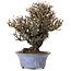 Elaeagnus Punguns, 20 cm, ± 15 anni, in un vaso giapponese fatto a mano da Shuhou, con un nebari di 8 cm