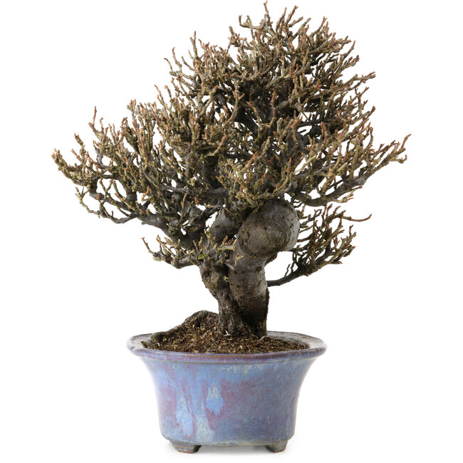 Elaeagnus Punguns, 20 cm, ± 15 anni, in un vaso giapponese fatto a mano da Shuhou, con un nebari di 8 cm