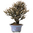 Elaeagnus Punguns, 20 cm, ± 15 anni, in un vaso giapponese fatto a mano da Shuhou, con un nebari di 8 cm