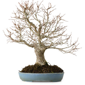 Zelkova serrata, 27 cm, ± 20 anni