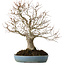Zelkova serrata, 27 cm, ± 20 anni, con nebari di 8 cm