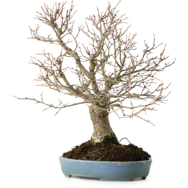Zelkova serrata, 27 cm, ± 20 years old, with a nebari of 8 cm
