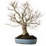 Zelkova serrata, 27 cm, ± 20 anni, con nebari di 8 cm