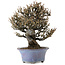 Elaeagnus Punguns, 20 cm, ± 15 anni, in un vaso giapponese fatto a mano da Shuhou, con un nebari di 8 cm