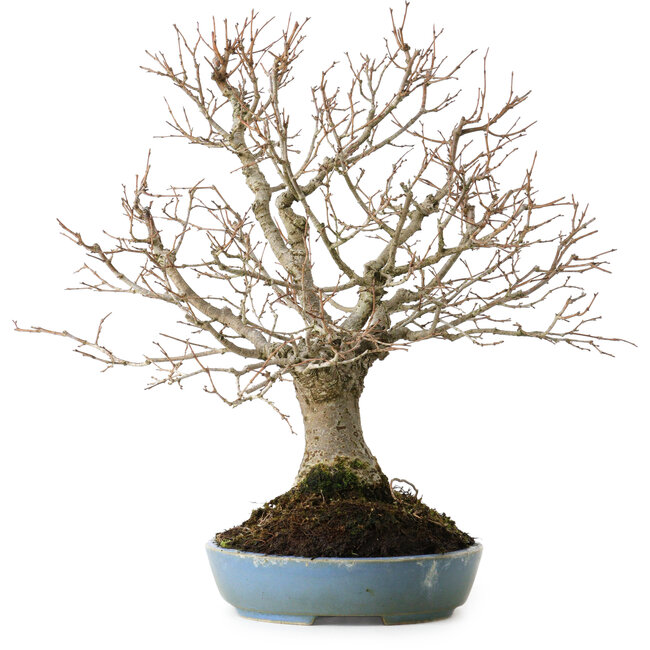 Zelkova serrata, 27 cm, ± 20 anni, con nebari di 8 cm