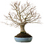 Zelkova serrata, 27 cm, ± 20 ans, avec un nebari de 8 cm