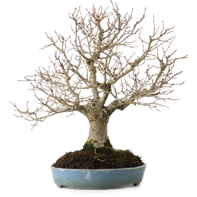 Zelkova serrata, 27 cm, ± 20 ans, avec un nebari de 8 cm
