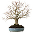 Zelkova serrata, 27 cm, ± 20 years old, with a nebari of 8 cm