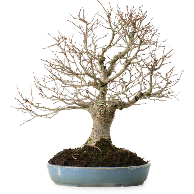 Zelkova serrata, 27 cm, ± 20 years old, with a nebari of 8 cm