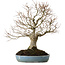 Zelkova serrata, 27 cm, ± 20 años de edad, con un nebari de 8 cm