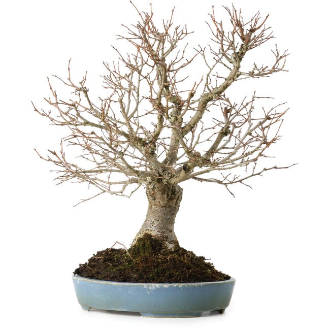 Zelkova serrata, 27 cm, ± 20 ans, avec un nebari de 8 cm