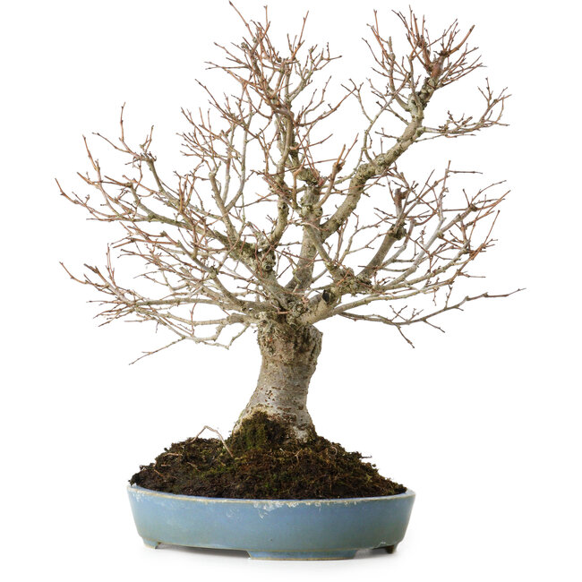Zelkova serrata, 27 cm, ± 20 years old, with a nebari of 8 cm