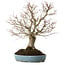 Zelkova serrata, 27 cm, ± 20 Jahre alt, mit einem Nebari von 8 cm