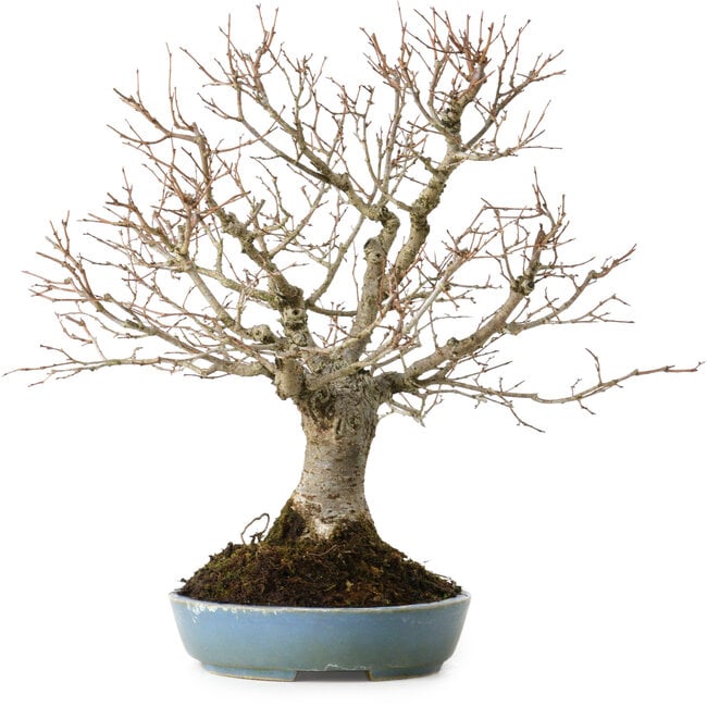 Zelkova serrata, 27 cm, ± 20 ans, avec un nebari de 8 cm