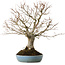 Zelkova serrata, 27 cm, ± 20 ans, avec un nebari de 8 cm