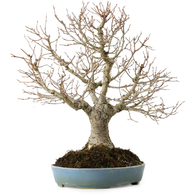 Zelkova serrata, 27 cm, ± 20 anni, con nebari di 8 cm
