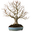 Zelkova serrata, 27 cm, ± 20 jaar oud, met een nebari van 8 cm