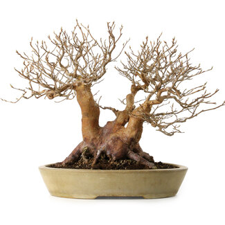 Stewartia monadelpha, 32 cm, ± 35 anni