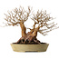 Stewartia monadelpha, 32 cm, ± 35 anni, con nebari di 23 cm