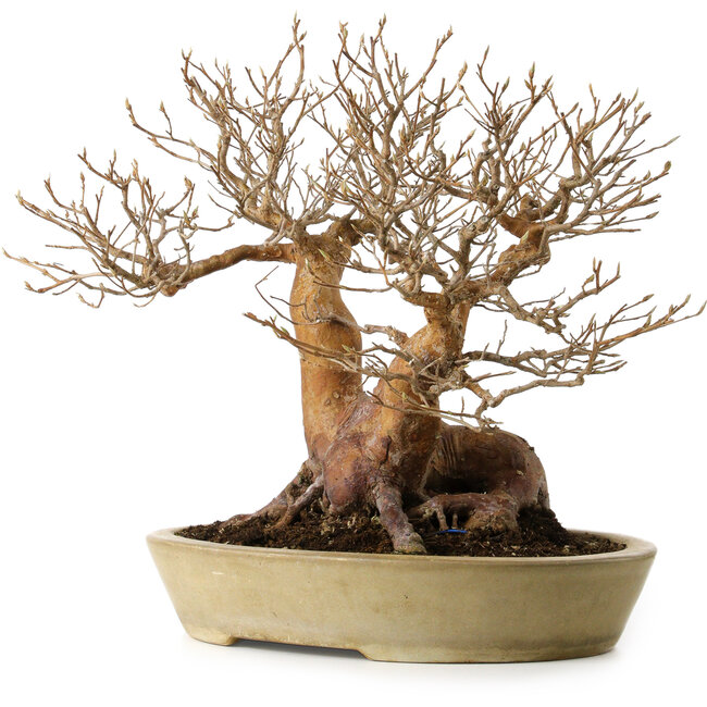 Stewartia monadelpha, 32 cm, ± 35 anni, con nebari di 23 cm