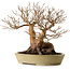 Stewartia monadelpha, 32 cm, ± 35 anni, con nebari di 23 cm