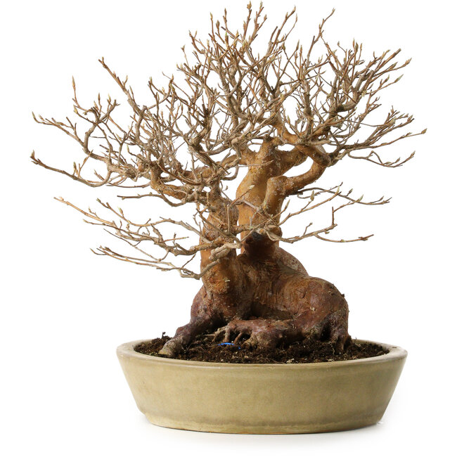 Stewartia monadelpha, 32 cm, ± 35 years old, with a nebari of 23 cm