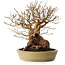 Stewartia monadelpha, 32 cm, ± 35 Jahre alt, mit einem Nebari von 23 cm