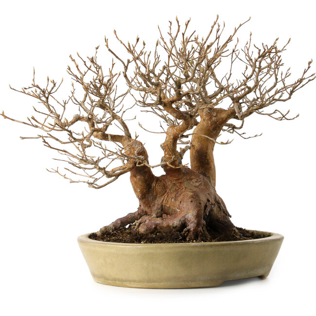 Stewartia monadelpha, 32 cm, ± 35 Jahre alt, mit einem Nebari von 23 cm