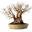 Stewartia monadelpha, 32 cm, ± 35 years old, with a nebari of 23 cm