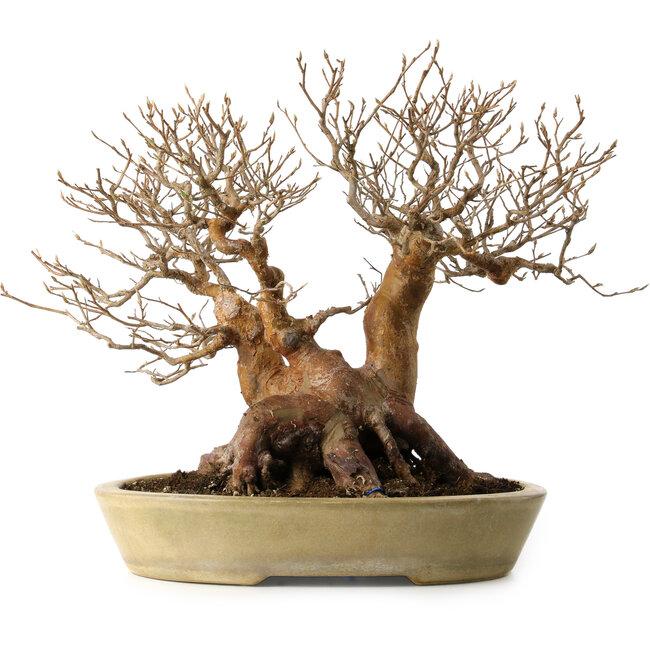 Stewartia monadelpha, 32 cm, ± 35 jaar oud, met een nebari van 23 cm