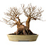Stewartia monadelpha, 32 cm, ± 35 anni, con nebari di 23 cm