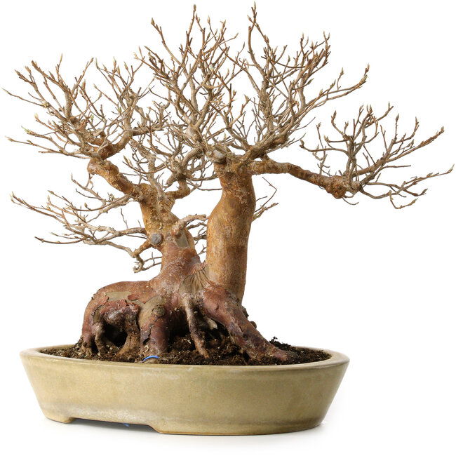 Stewartia monadelpha, 32 cm, ± 35 Jahre alt, mit einem Nebari von 23 cm