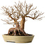 Stewartia monadelpha, 32 cm, ± 35 anni, con nebari di 23 cm