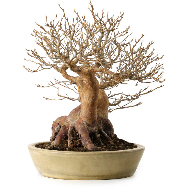 Stewartia monadelpha, 32 cm, ± 35 años de edad, con un nebari de 23 cm.