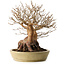 Stewartia monadelpha, 32 cm, ± 35 jaar oud, met een nebari van 23 cm