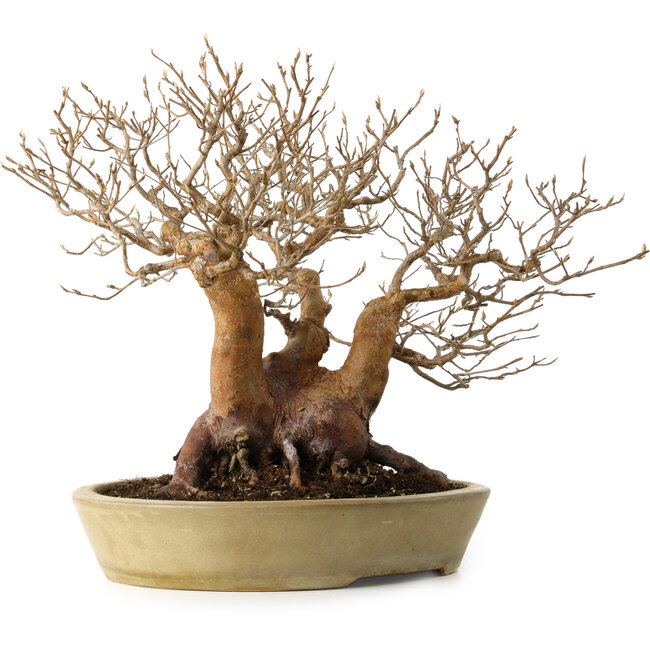Stewartia monadelpha, 32 cm, ± 35 years old, with a nebari of 23 cm