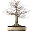 Zelkova serrata, 38 cm, ± 30 ans, avec un nebari de 12 cm