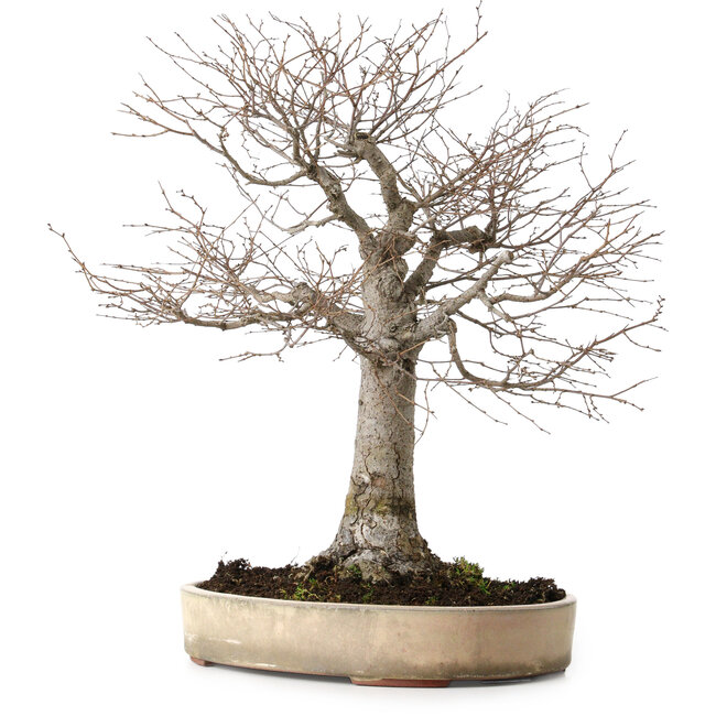 Zelkova serrata, 38 cm, ± 30 Jahre alt, mit einem Nebari von 12 cm
