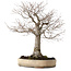 Zelkova serrata, 38 cm, ± 30 años, con un nebari de 12 cm