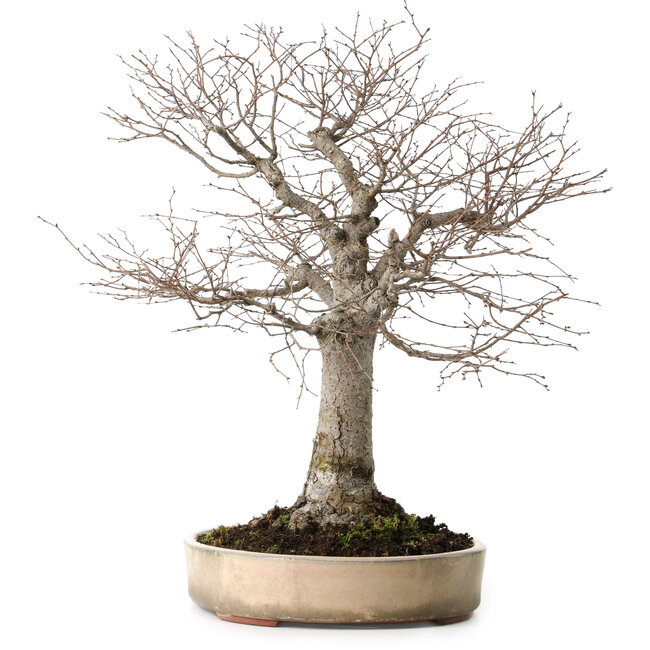 Zelkova serrata, 38 cm, ± 30 años, con un nebari de 12 cm