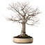 Zelkova serrata, 38 cm, ± 30 jaar oud, met een nebari van 12 cm